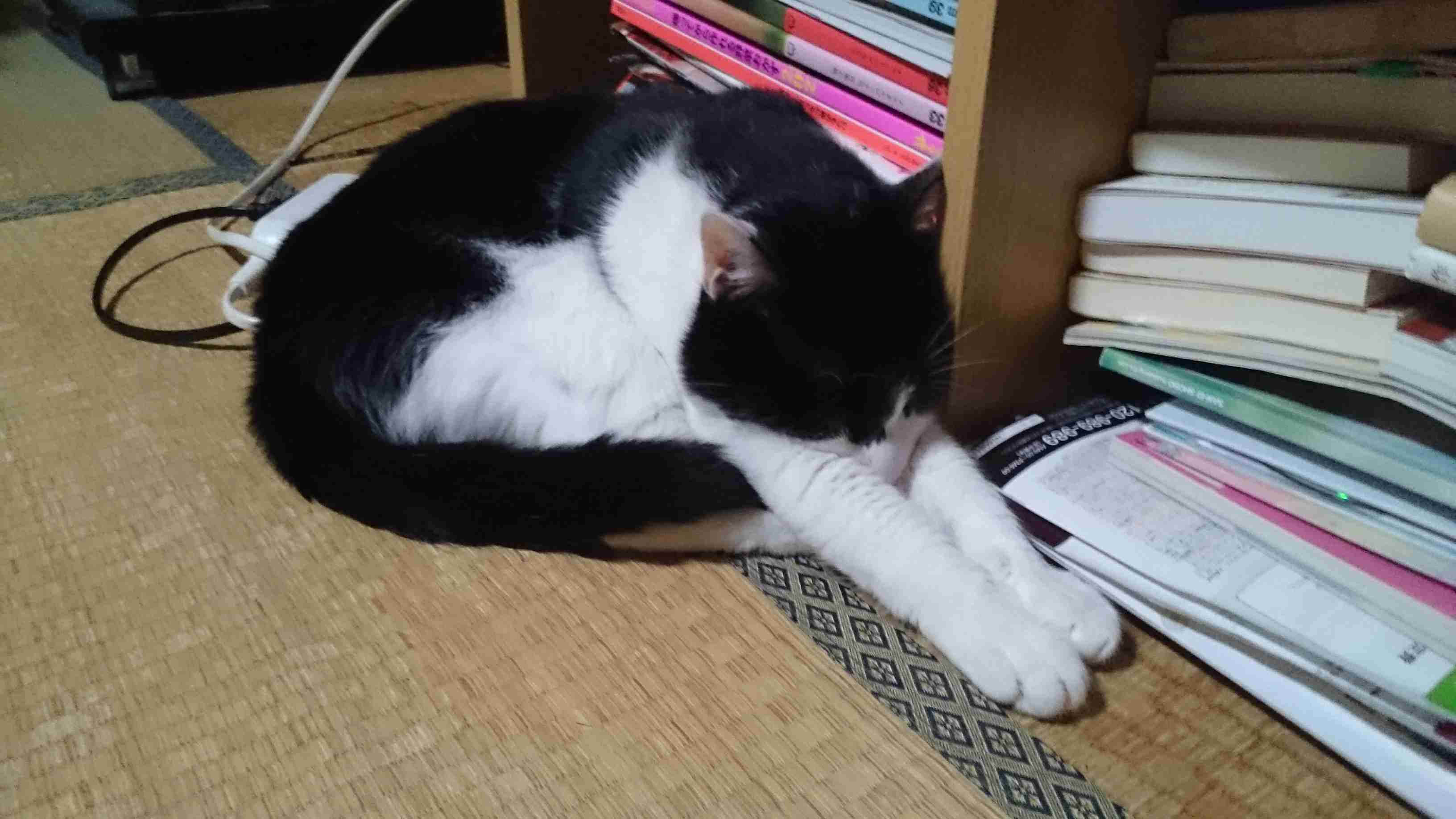 ハチワレ猫