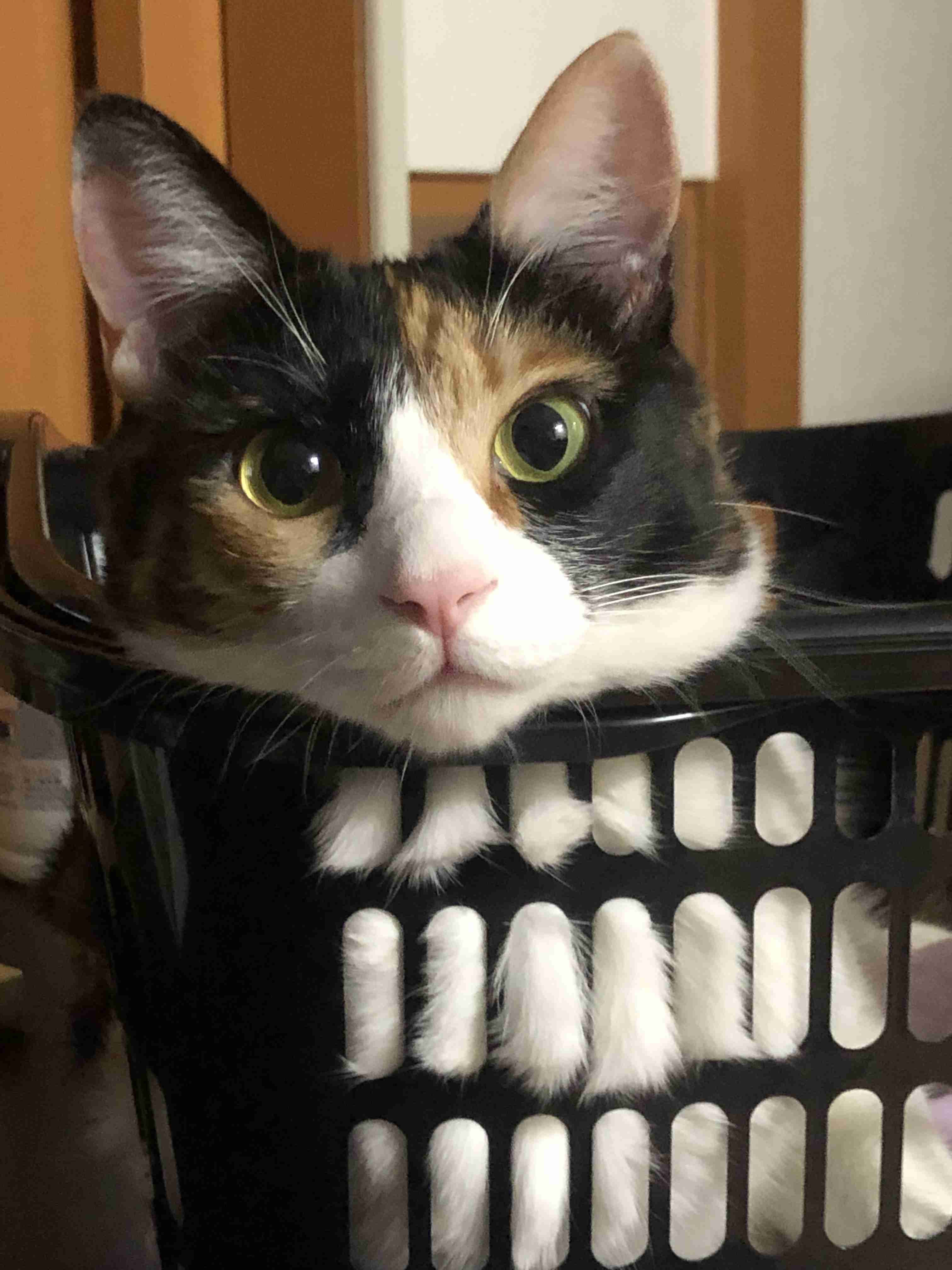 ハチワレ猫