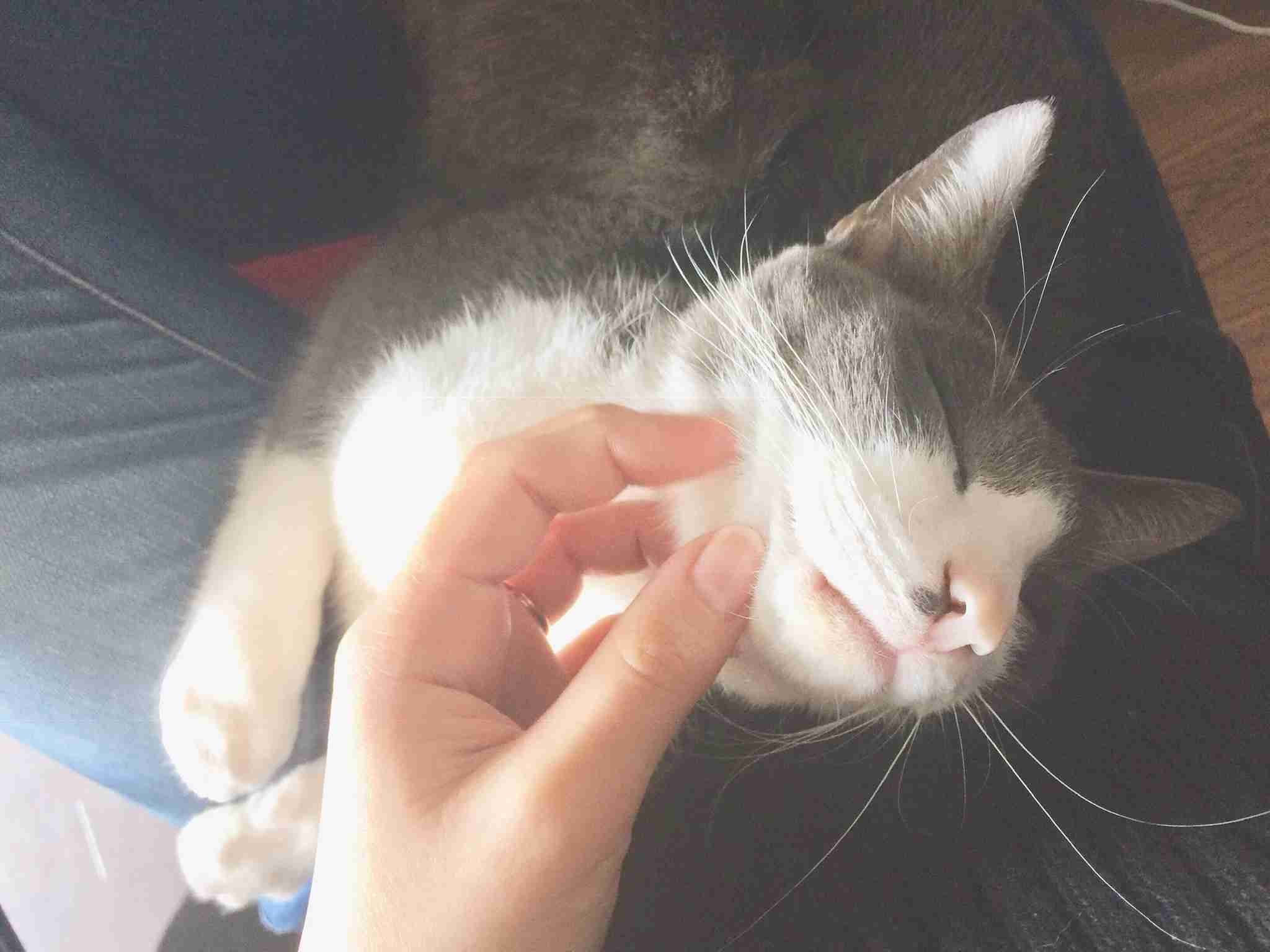 ハチワレ猫