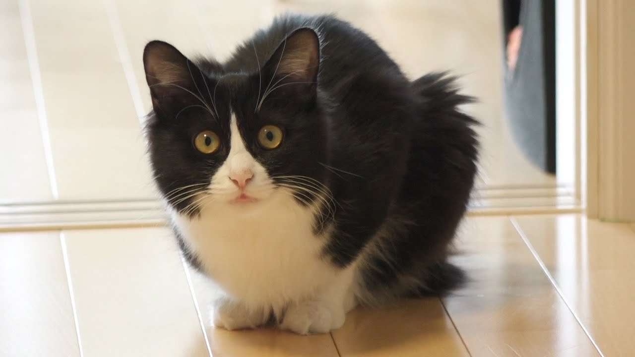 ハチワレ猫