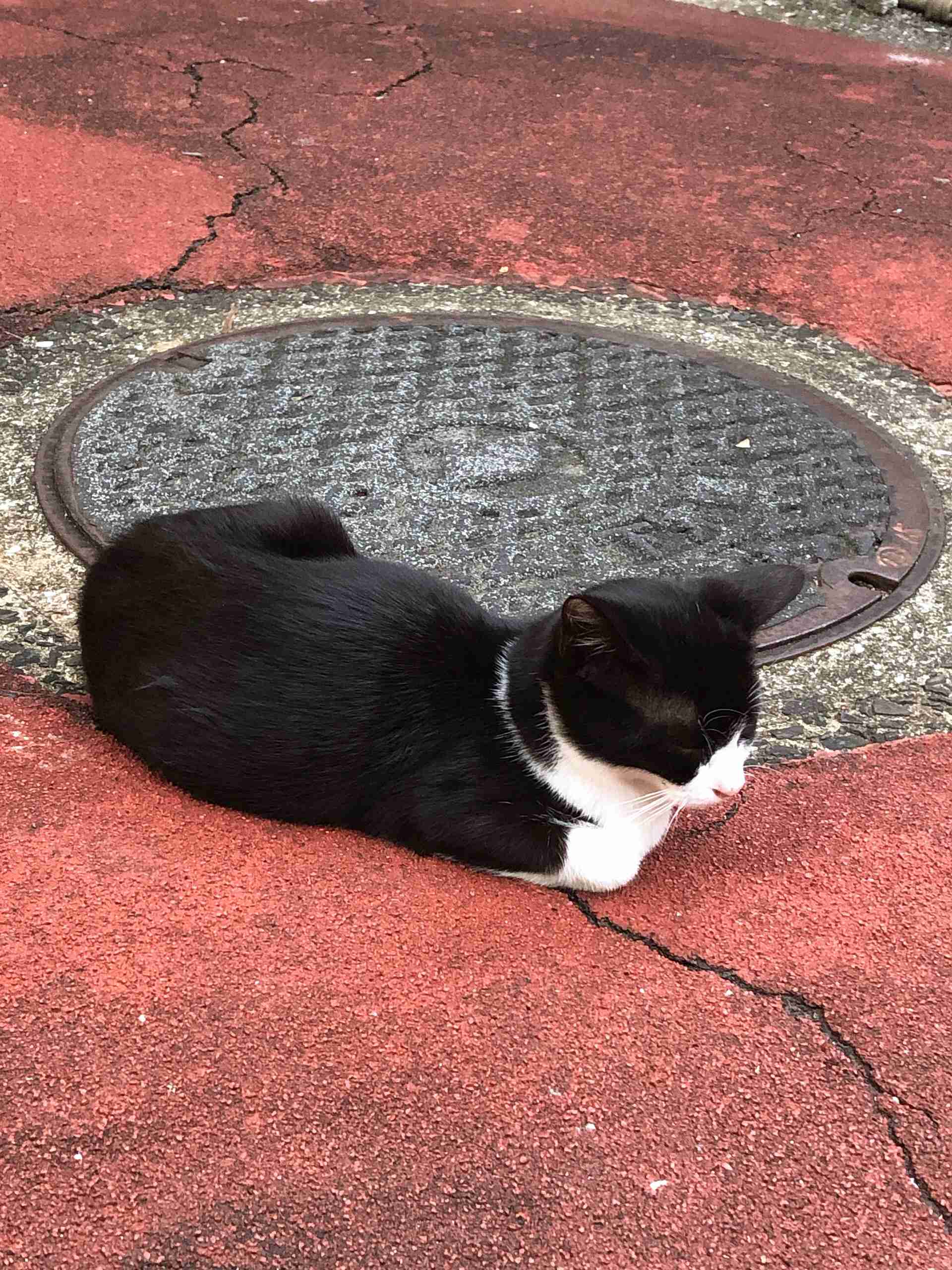 ハチワレ猫