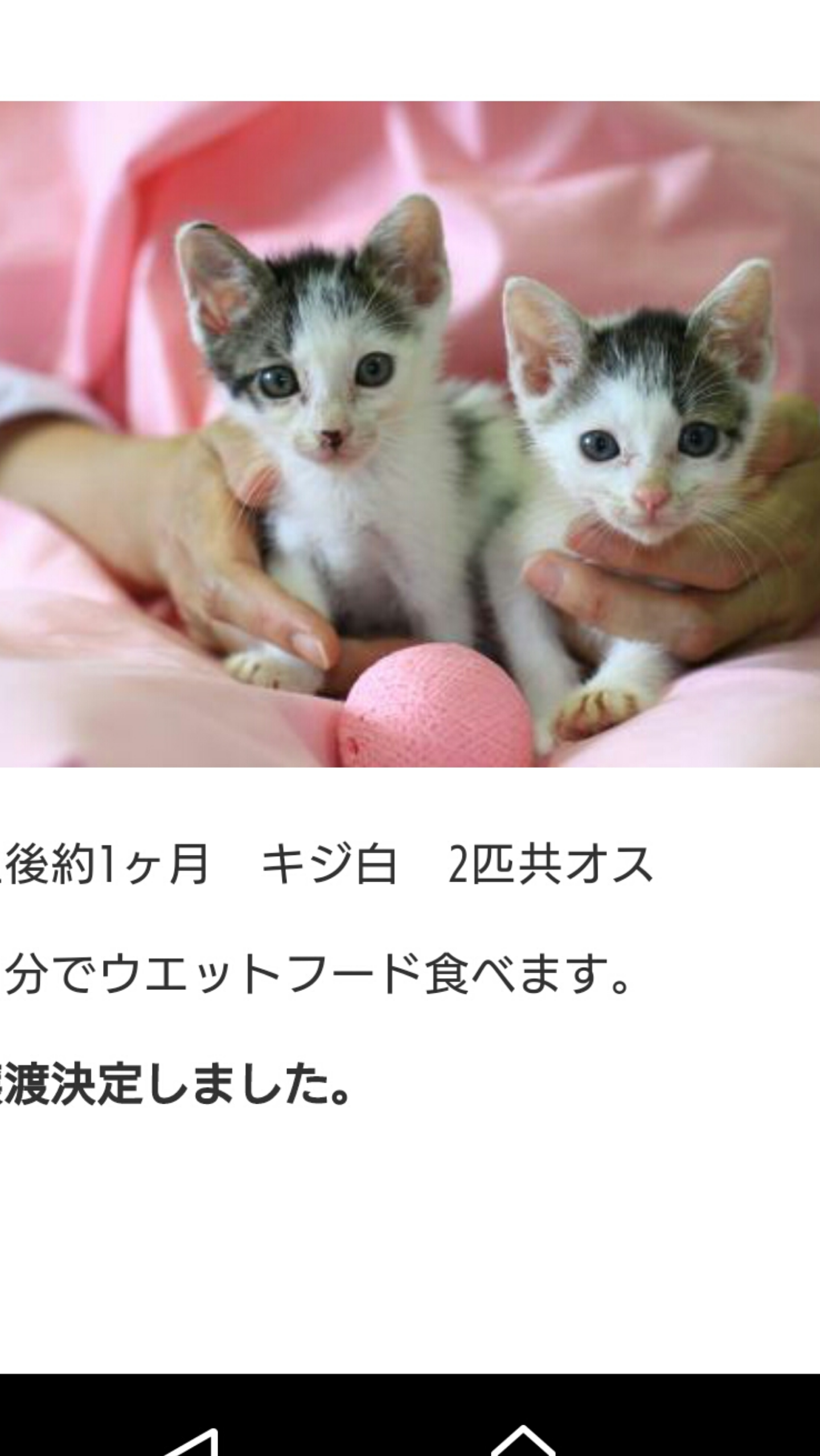 ハチワレ猫