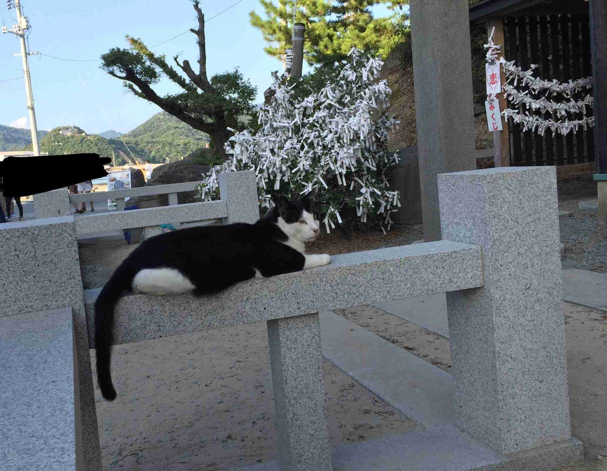ハチワレ猫