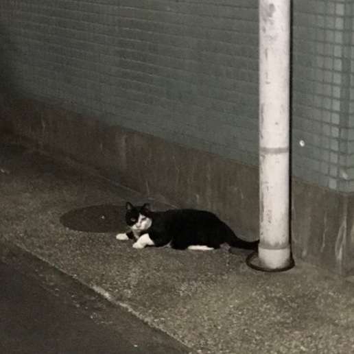 ハチワレ猫