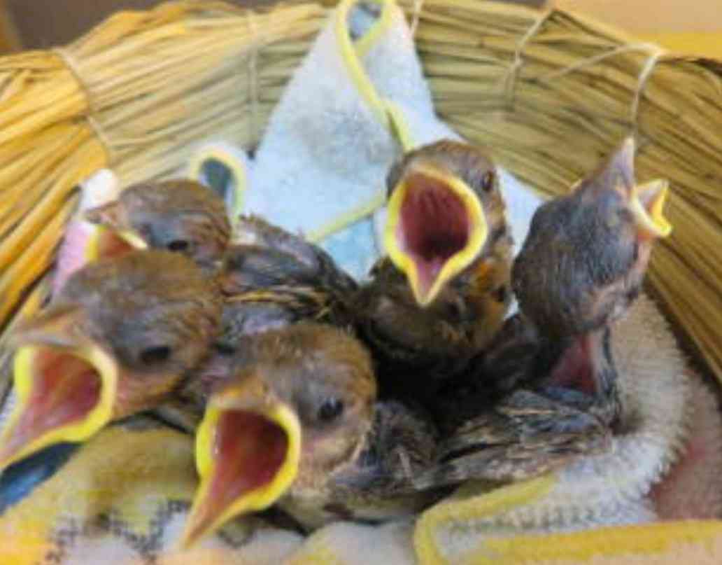 布施明の「君は薔薇より美しい」の「変わったーッ」の顔を貼るトピ
