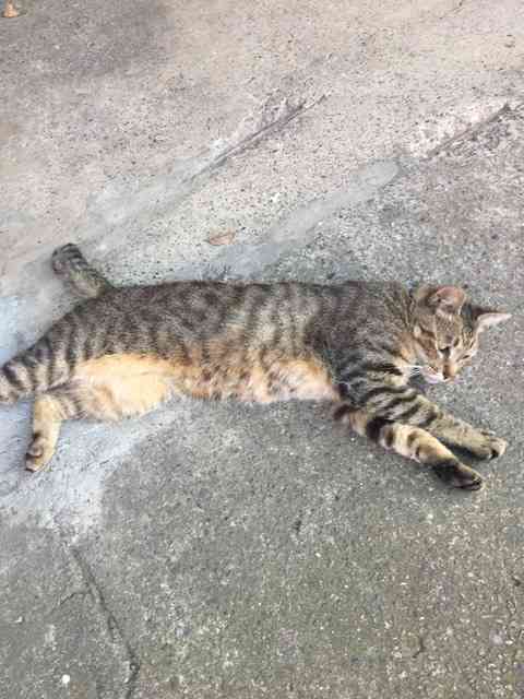 【日曜日】台風以外の雑談トピ