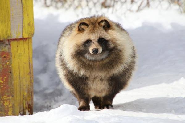 野生動物を語りたい!