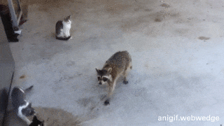 野生動物を語りたい!