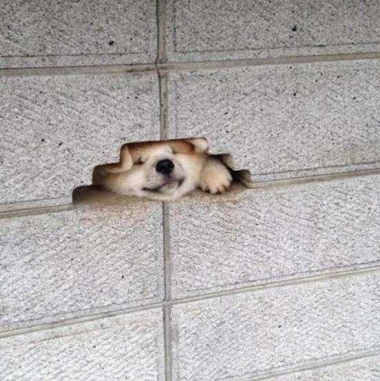 【画像】動物たちの休憩時間【くつろぎ】