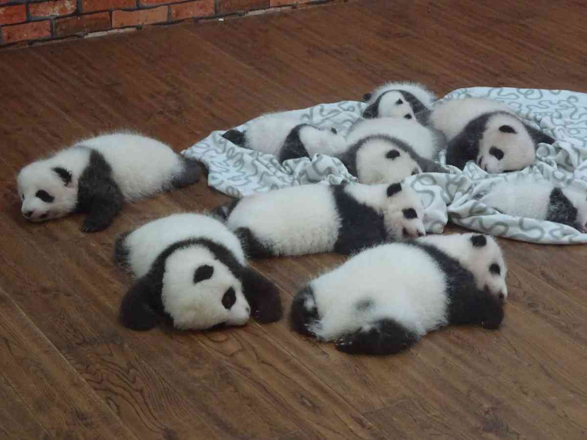 【画像】動物たちの休憩時間【くつろぎ】