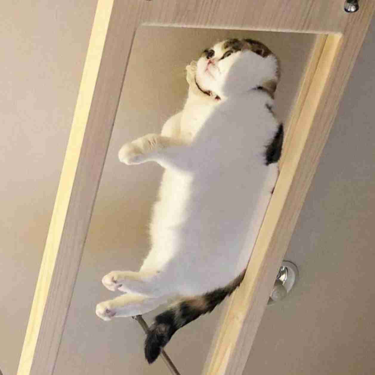 【画像】動物たちの休憩時間【くつろぎ】