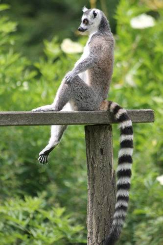 【画像】動物たちの休憩時間【くつろぎ】