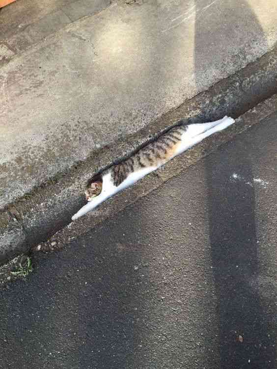 【画像】動物たちの休憩時間【くつろぎ】