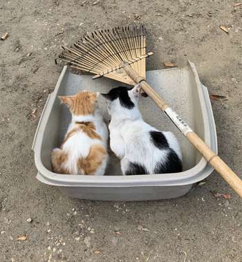 【画像】動物たちの休憩時間【くつろぎ】
