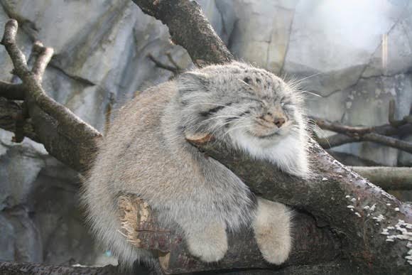 【画像】動物たちの休憩時間【くつろぎ】