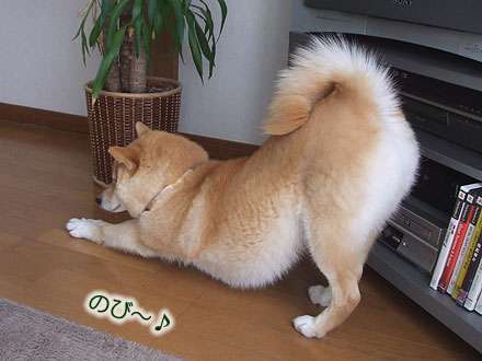 【画像】動物たちの休憩時間【くつろぎ】