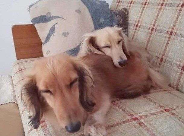 【画像】動物たちの休憩時間【くつろぎ】