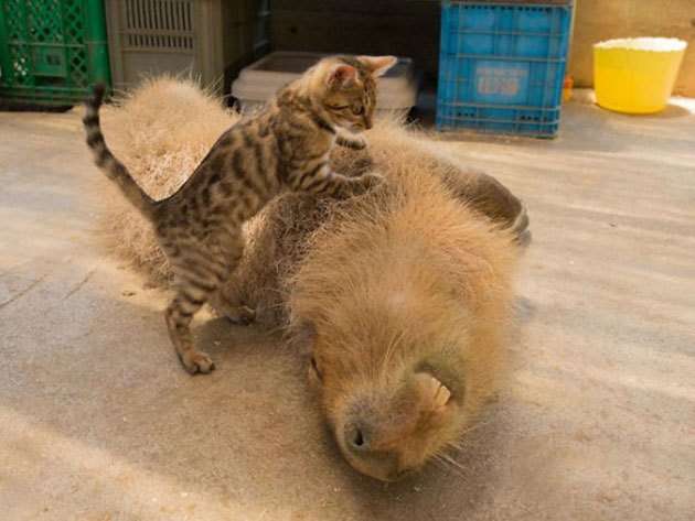 【画像】動物たちの休憩時間【くつろぎ】