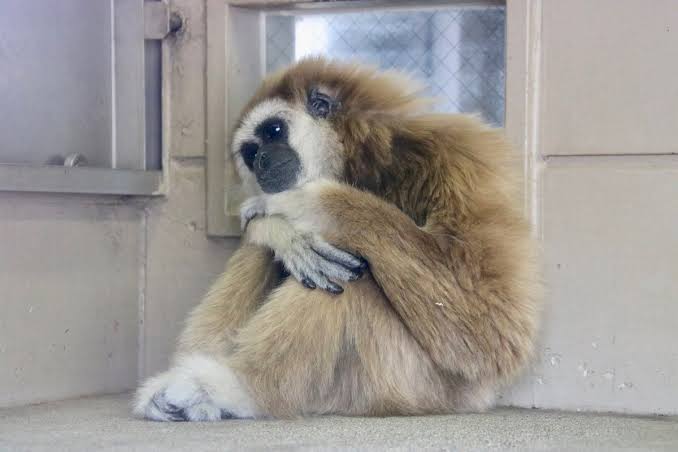 【画像】動物たちの休憩時間【くつろぎ】