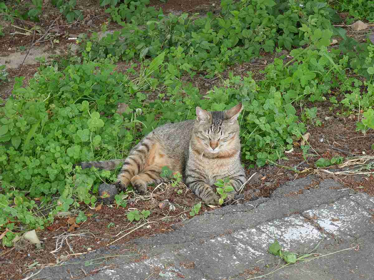 【画像】動物たちの休憩時間【くつろぎ】