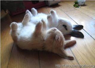 【画像】動物たちの休憩時間【くつろぎ】