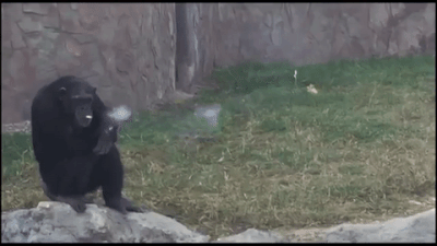 【画像】動物たちの休憩時間【くつろぎ】