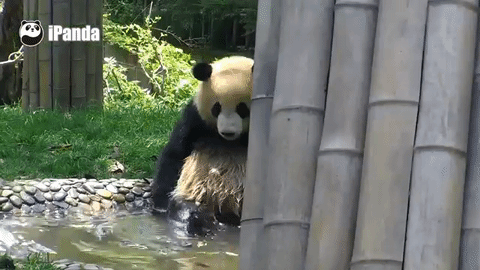 【画像】動物たちの休憩時間【くつろぎ】