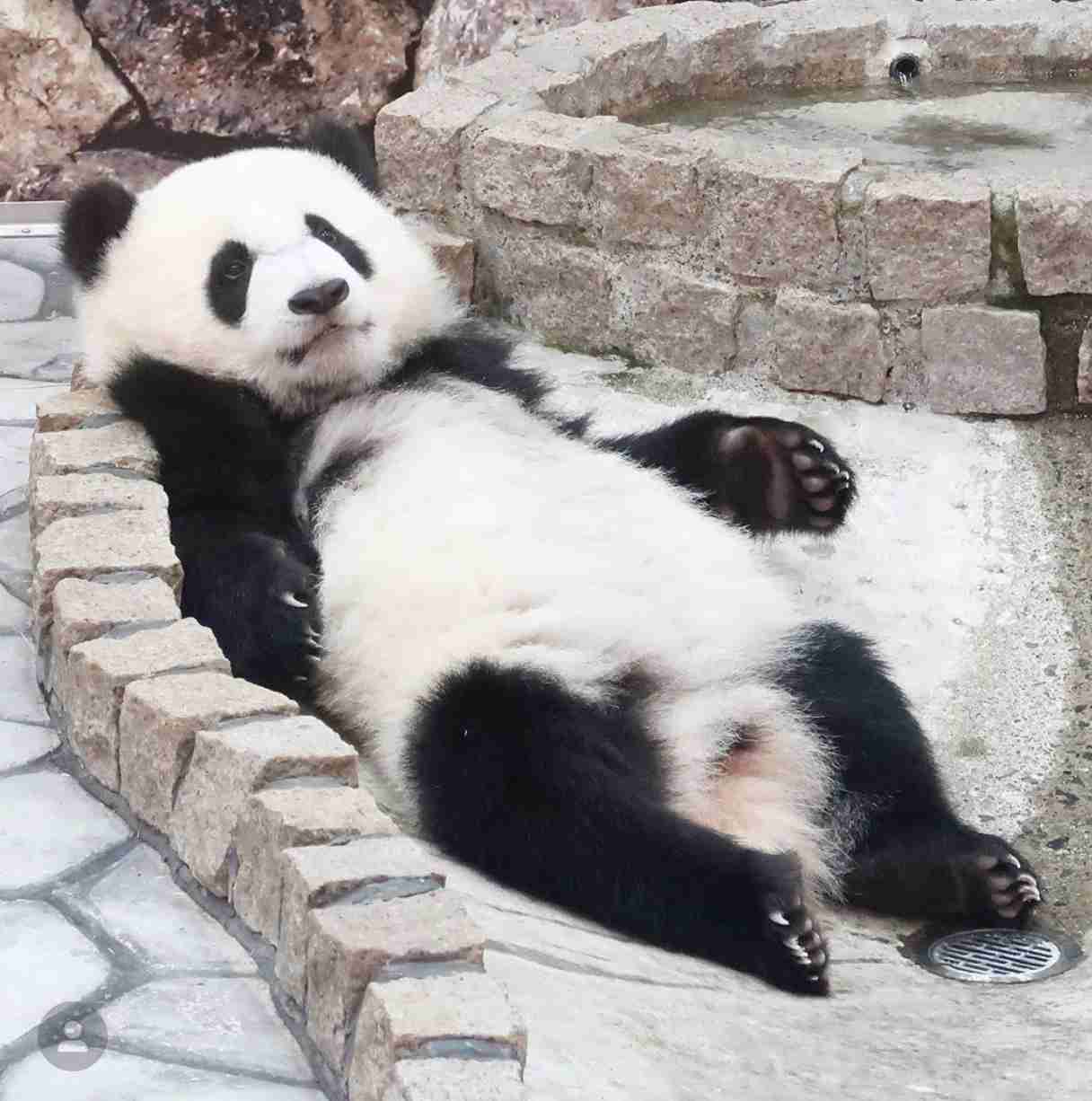 【画像】動物たちの休憩時間【くつろぎ】