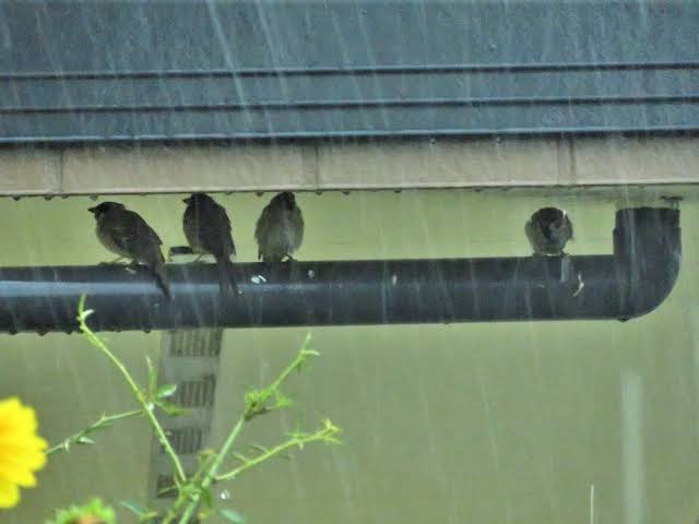 【画像】動物たちの休憩時間【くつろぎ】