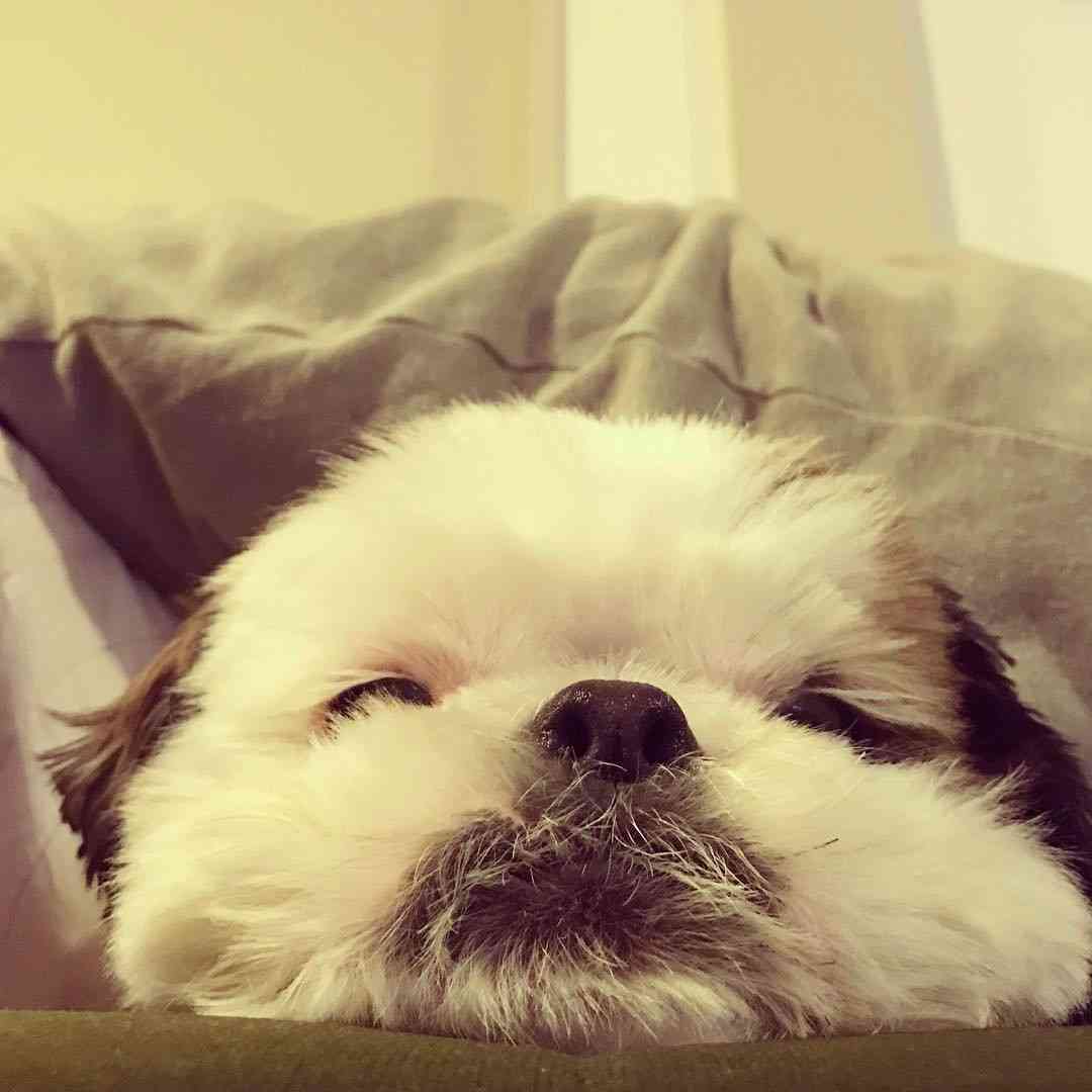 【画像】動物たちの休憩時間【くつろぎ】