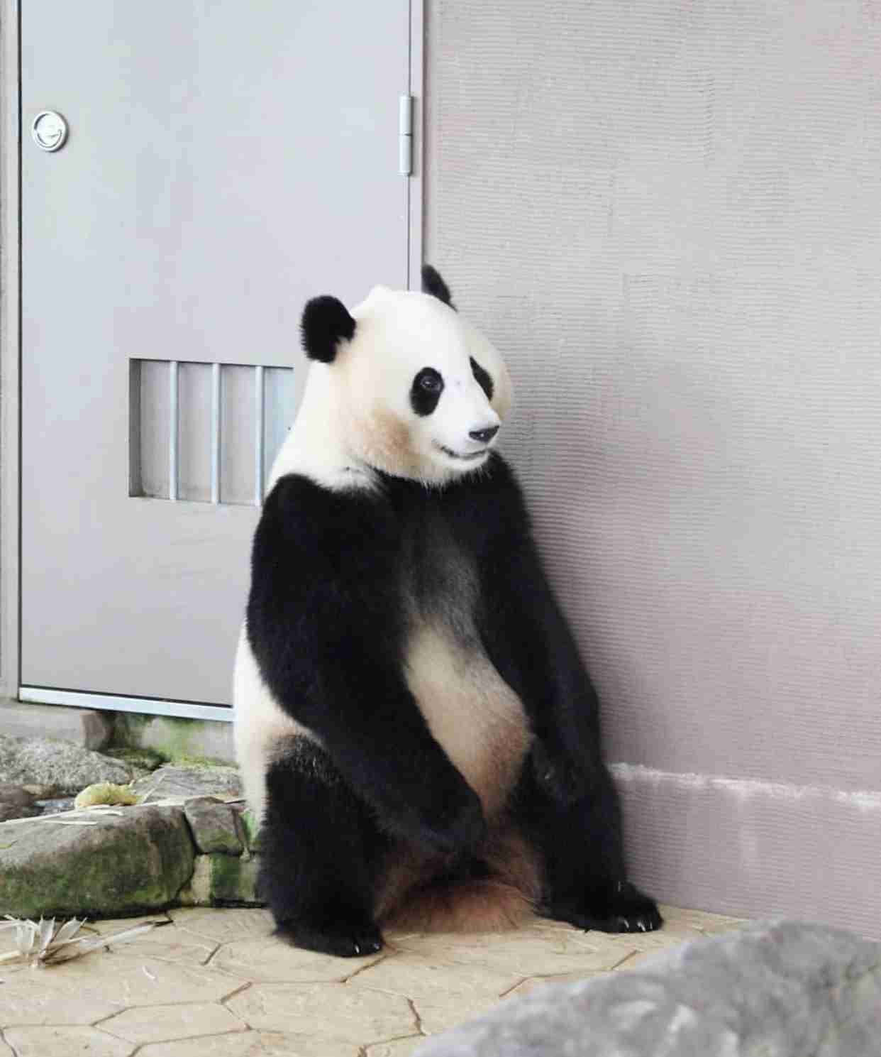 【画像】動物たちの休憩時間【くつろぎ】