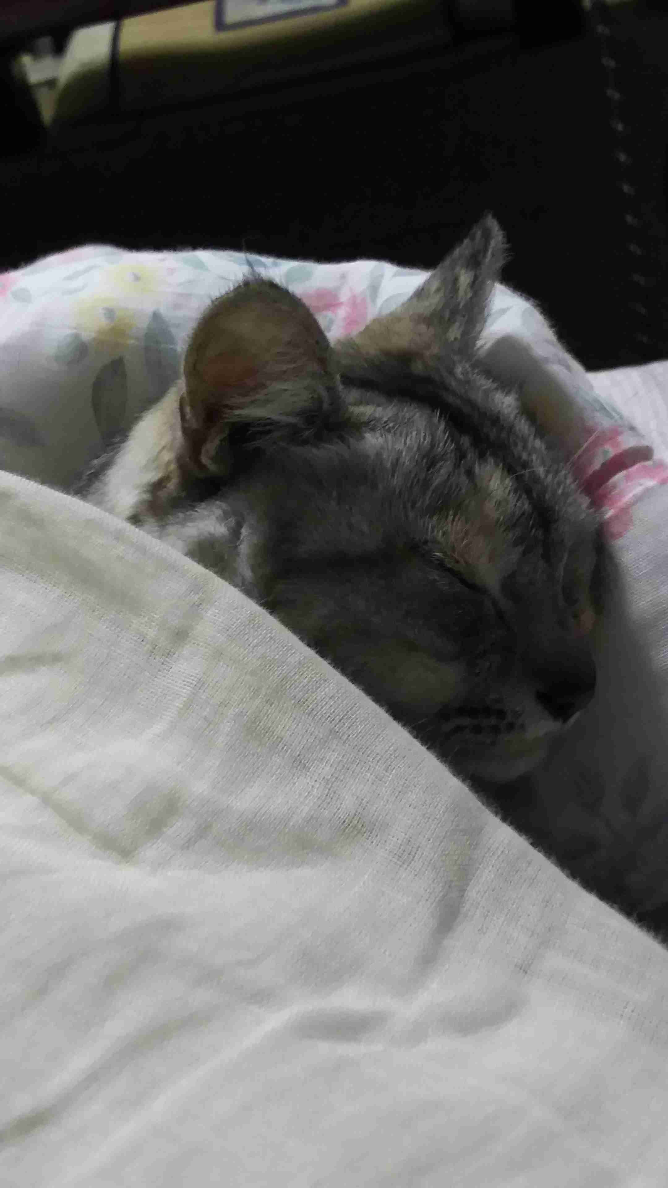【画像】動物たちの休憩時間【くつろぎ】