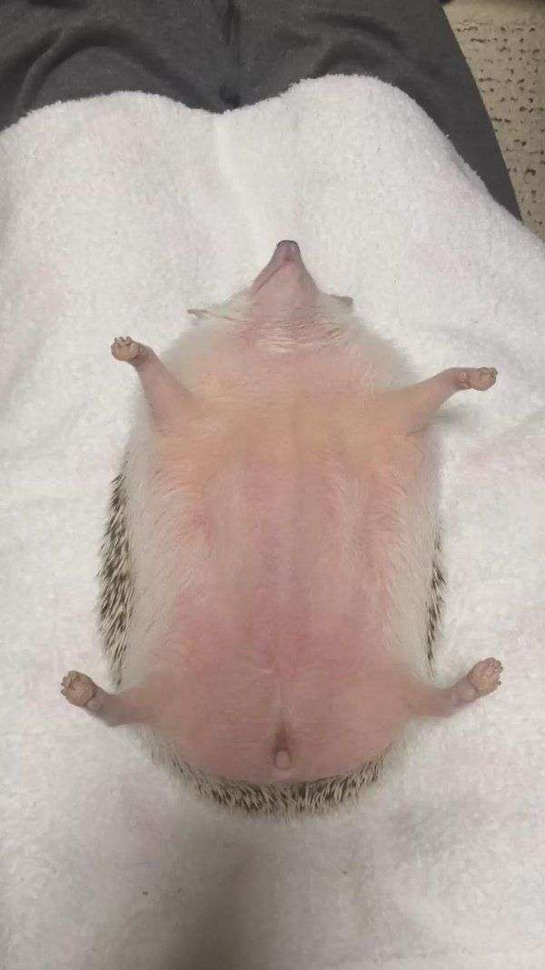 【画像】動物たちの休憩時間【くつろぎ】