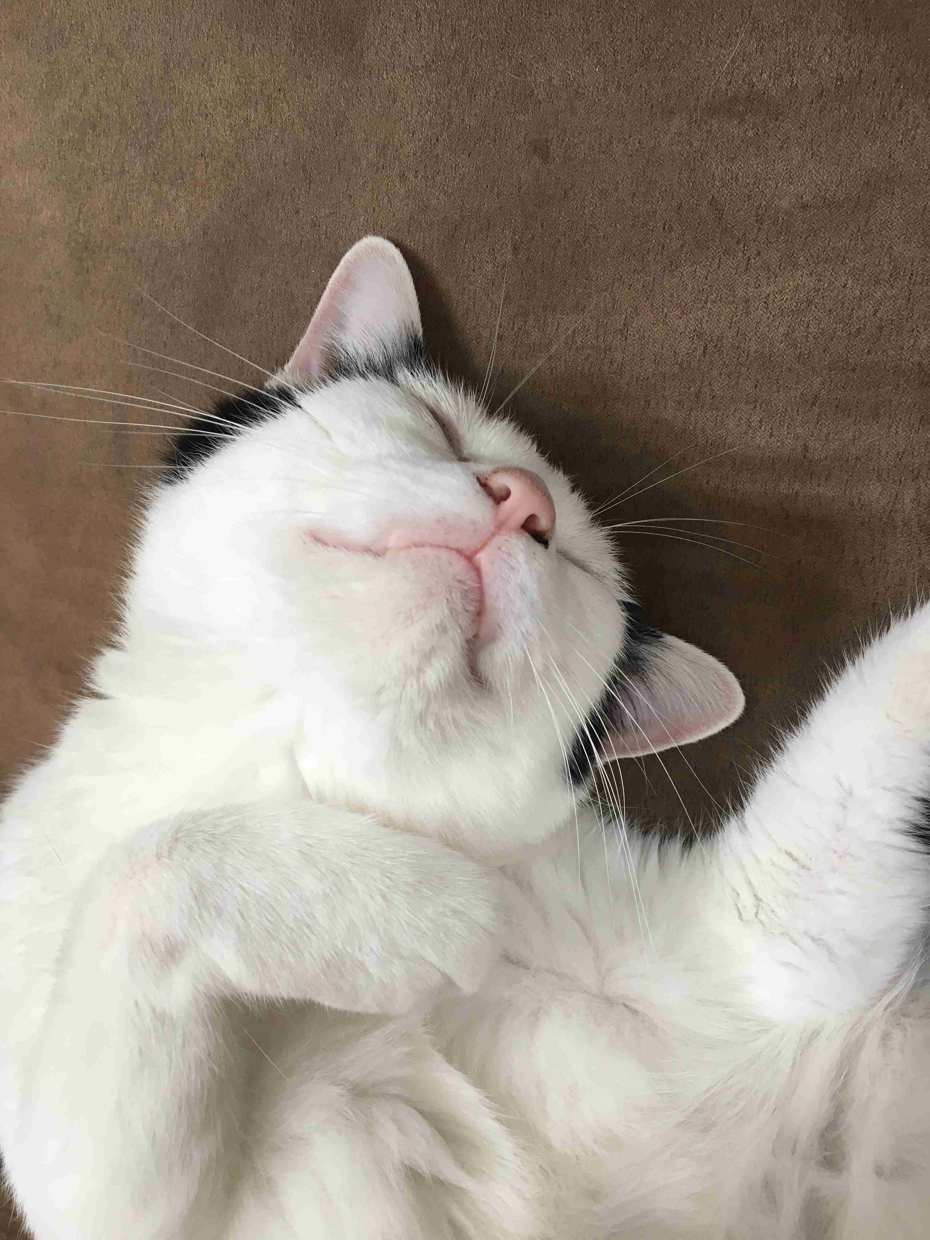 【画像】動物たちの休憩時間【くつろぎ】