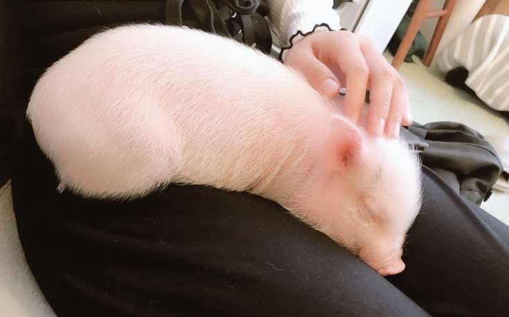 【画像】動物たちの休憩時間【くつろぎ】