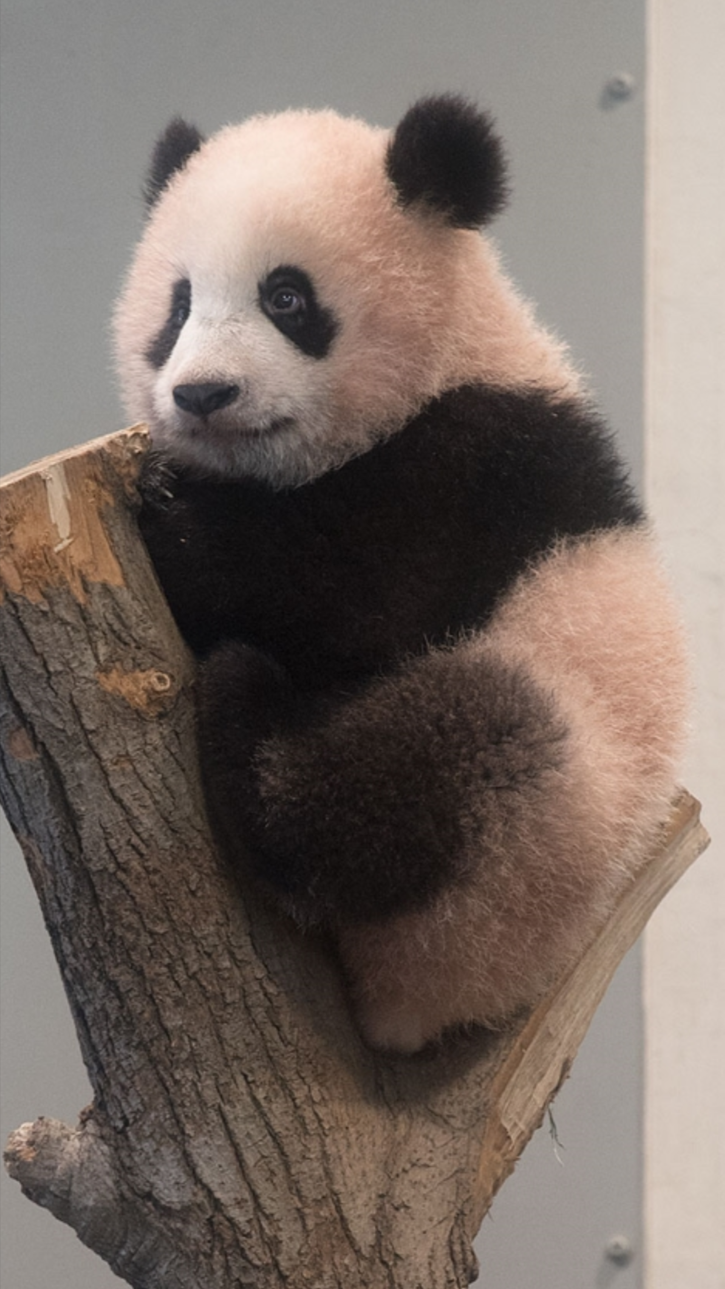 【画像】動物たちの休憩時間【くつろぎ】