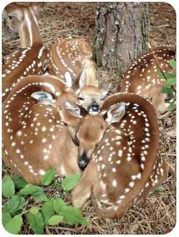 【画像】動物たちの休憩時間【くつろぎ】