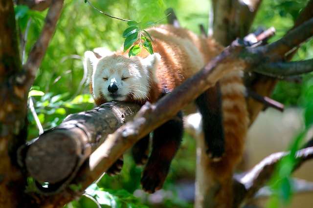 【画像】動物たちの休憩時間【くつろぎ】