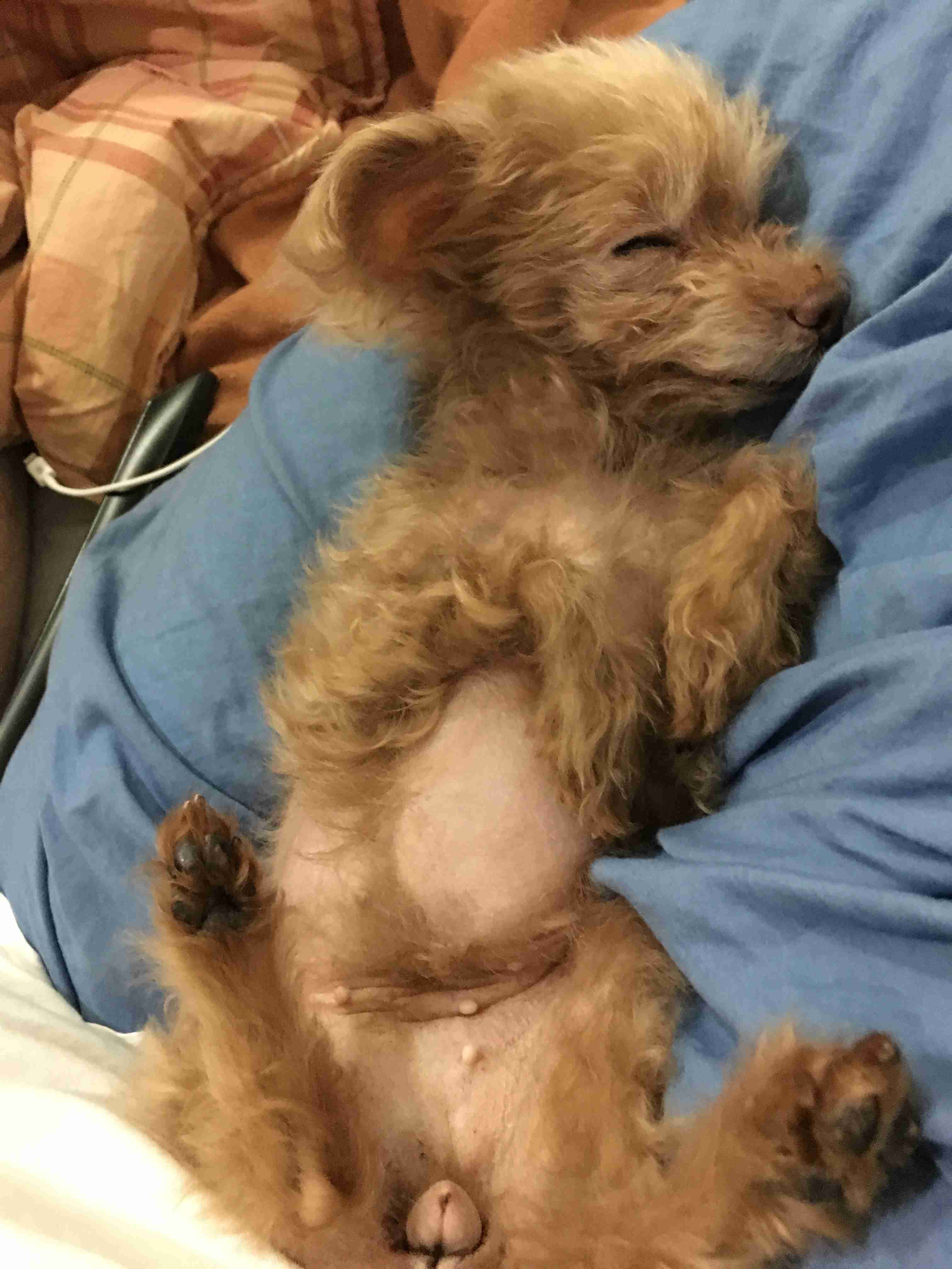 【画像】動物たちの休憩時間【くつろぎ】