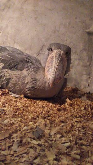 【画像】動物たちの休憩時間【くつろぎ】