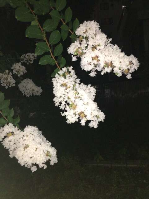 秋の夜長のお楽しみ