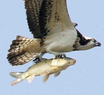 コラに見えるけどコラじゃない画像