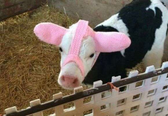 コラに見えるけどコラじゃない画像