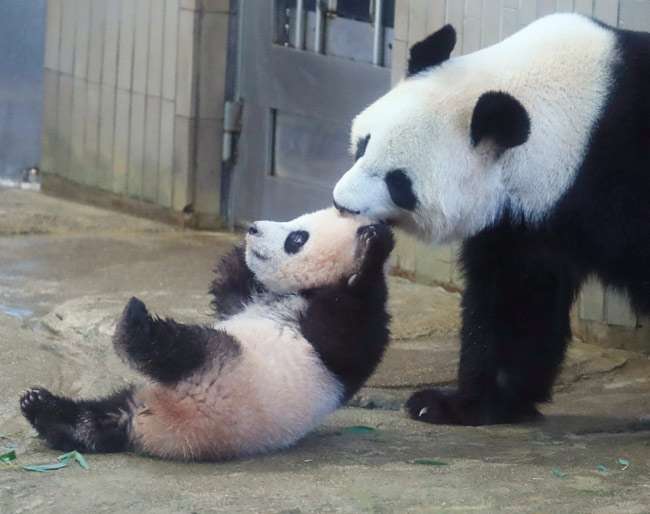 ワンオペ育児の頼みの綱