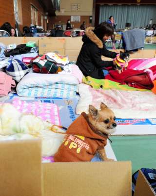 台風避難所「ペットNG」は「理解できない」 DaiGo「大切な家族」「ヒトも動物も関係ない」