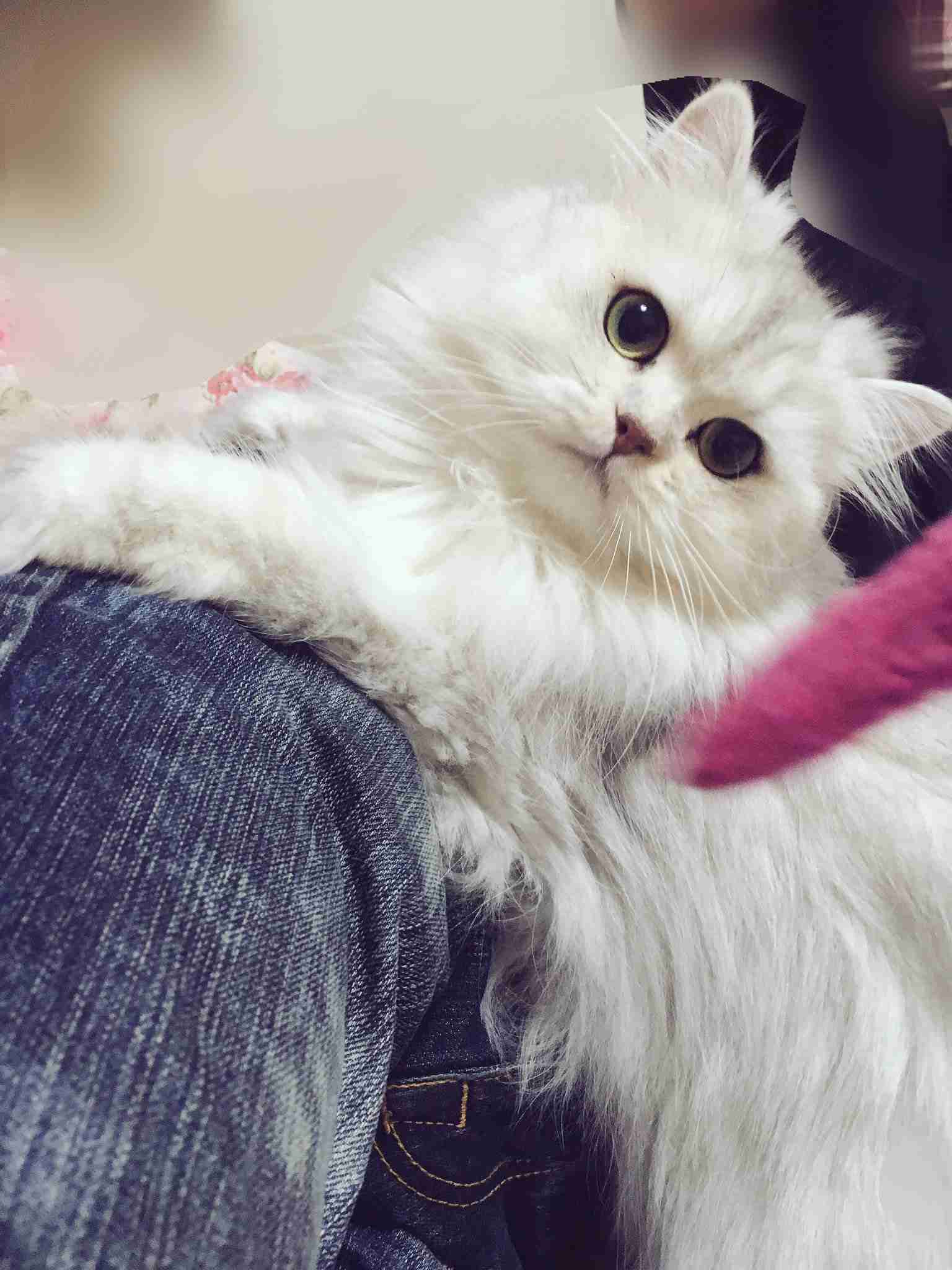【可愛い】チンチラ猫ちゃんの画像を貼るトピ【美しい】