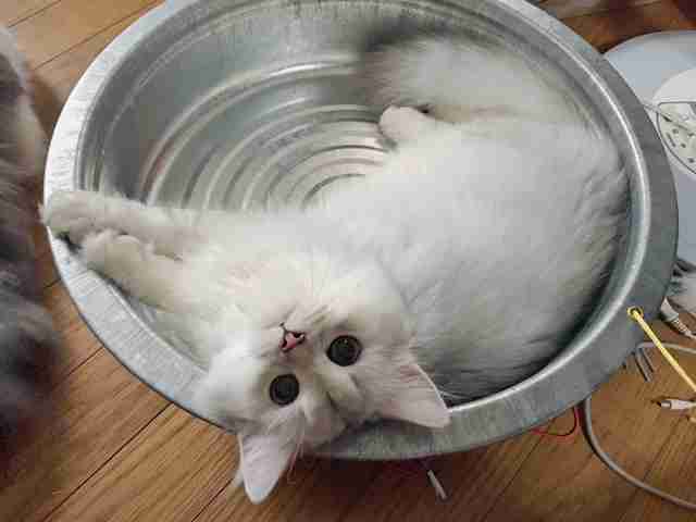 【可愛い】チンチラ猫ちゃんの画像を貼るトピ【美しい】