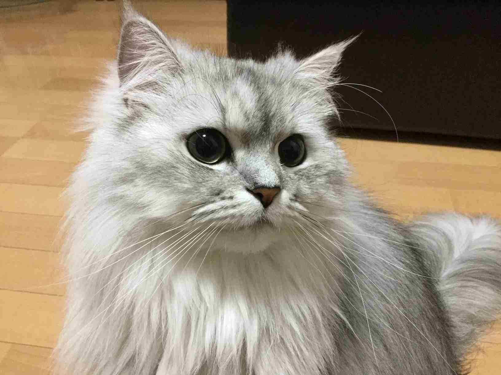 【可愛い】チンチラ猫ちゃんの画像を貼るトピ【美しい】