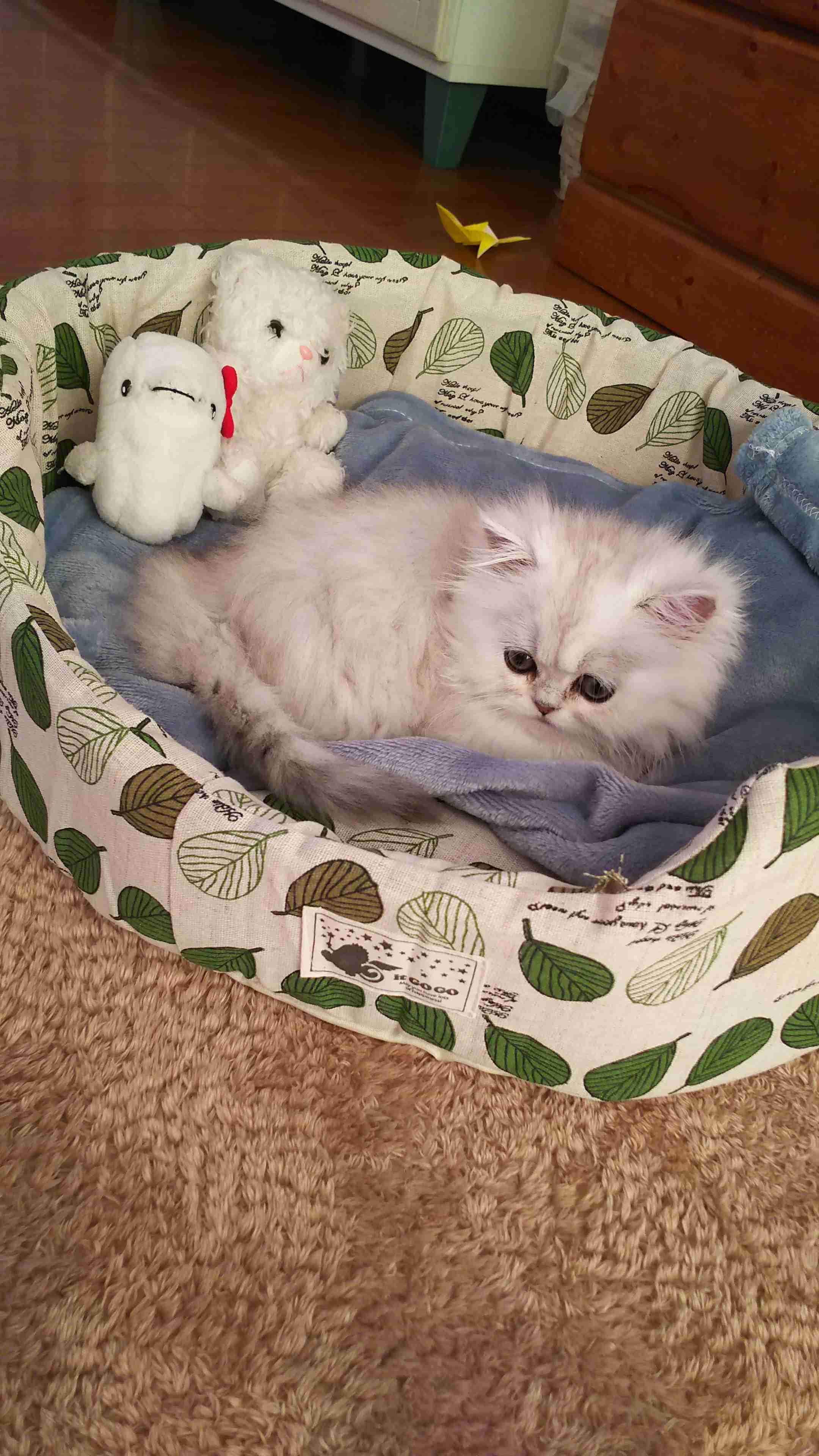 【可愛い】チンチラ猫ちゃんの画像を貼るトピ【美しい】