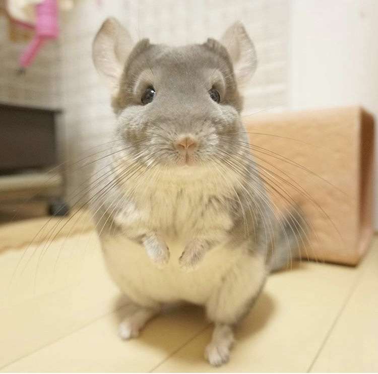 【可愛い】チンチラ猫ちゃんの画像を貼るトピ【美しい】